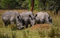 Three adult rhinos in a national park Ziva Sanctuary Royalty Free Stock Photo