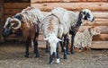 Three adult sheep and one sheep are in the barn for the animals on the farm.
