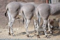 Thre somali wild ass bottoms