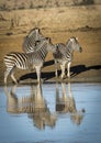 Reflection in water of three adult zebras standing at the edge of water in Kruger Park in South Africa