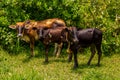 Three Afican cows stand on the grass near tall bushes Royalty Free Stock Photo