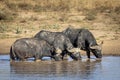 Three african buffalo standing in water drinking in Kruger Park in South Africa Royalty Free Stock Photo