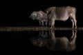 Three African bufflos standing by a pool at night