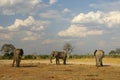 Three African Elephants, Botswana Royalty Free Stock Photo