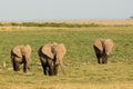 Three African Elephants leaving the marsh land of Amboseli in Kenya