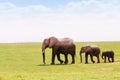 Three African elephants moving according to height Royalty Free Stock Photo