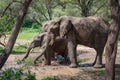 Three African elephants in muddy water hole Royalty Free Stock Photo