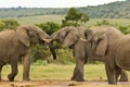 Three African elephants at a water hole Royalty Free Stock Photo