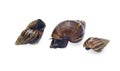 Three african giant snails are isolated on white background with clipping path Royalty Free Stock Photo