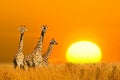 Three african giraffe at beautiful orange sunset in the National park of Kenya Royalty Free Stock Photo