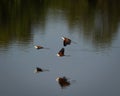 African Jacanas Flying Low over Calm Water with Reflections Royalty Free Stock Photo
