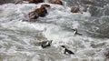 Three African penguin Spheniscus demersus on Boulders Beach near Cape Town South Africa swiming in ocean water foam Royalty Free Stock Photo