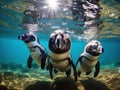 Three african penguins swimming