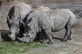 African rhinoceroses eating hay 2