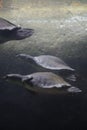 African softshell turtles swimming in a glass aquarium