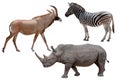 Three African wild animals - Antelope,zebra and rhinoceros ,Isolated on White Royalty Free Stock Photo