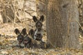 Three African Wild Dog puppies looking at the camera