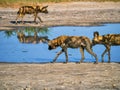 Three African Wild Dogs wearing tracking collars, visiting a Botswana waterhole.