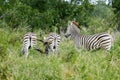 Three african zebras grazing in the wild