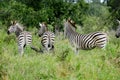 Three african zebras grazing in the wild