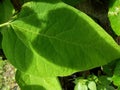 THREE SHADOWS IN A BIG GREEN LEAF Royalty Free Stock Photo