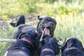 Three against one. Four friendly playing dogs in summer park. Adult Rottweilers holding one stick