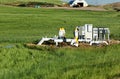 Three agricultural water pumps in an Idaho Farm field.