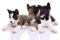 Three akita purebred puppies