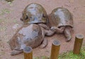 Three Aldabra giant tortoises coming together on a rainy day Royalty Free Stock Photo