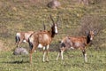 Three Alert Blesbok Standing on Dry Winter Grassland Landscape