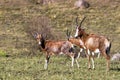 Three Alert Blesbok Standing on Dry Winter Grassland Landscape Royalty Free Stock Photo