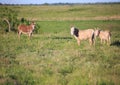 Three alert donkeys Royalty Free Stock Photo