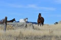 Three alert horses on a rocky hillside. Royalty Free Stock Photo