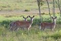 Three alert whitetail deer Royalty Free Stock Photo