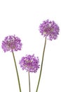 Three allium flowers isolated on white background