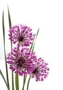 Three Alliums Ornamental Onions isolated on white background Royalty Free Stock Photo