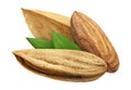 Three Almond isolated closeup with leaf as package design element on white background. Group Nut macro concept