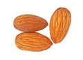 Three almond nuts isolated on a white background