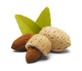 Three Almonds Royalty Free Stock Photo