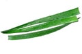 three aloe leaves with water drops