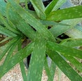 Three aloe vera plant and very useful