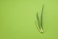 Three aloe vera leaves on green background