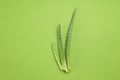 Three aloe vera leaves on green background