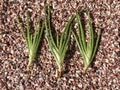 Three Aloe Vera Plants