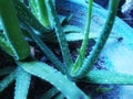 three aloe vera plants in green pots and there are thorns on the edges