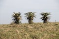 Three Aloes Growing on Dry Grassy Ridge