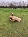 Three alpacas at Alpaca farm