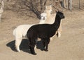 Three alpacas on bare ground