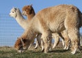 Three alpacas by a fence