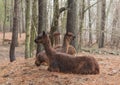 Three Alpacas in the Woods